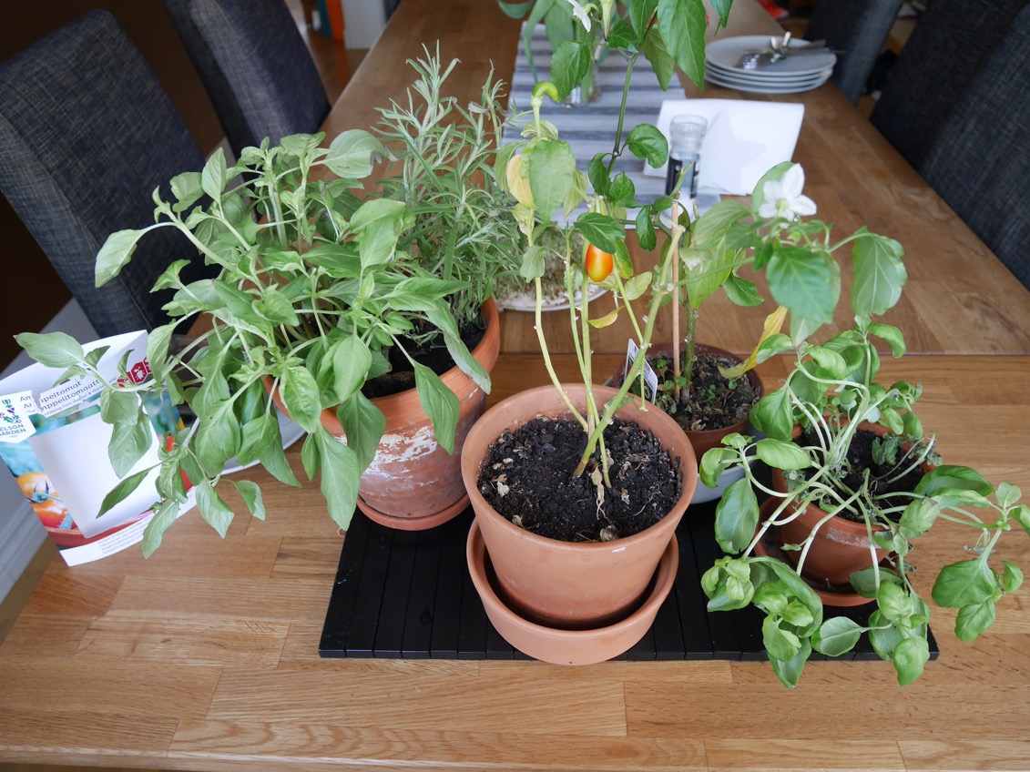 Tulpaner och kryddgrönt, odla chiliplantor, odla kryddor inomhus