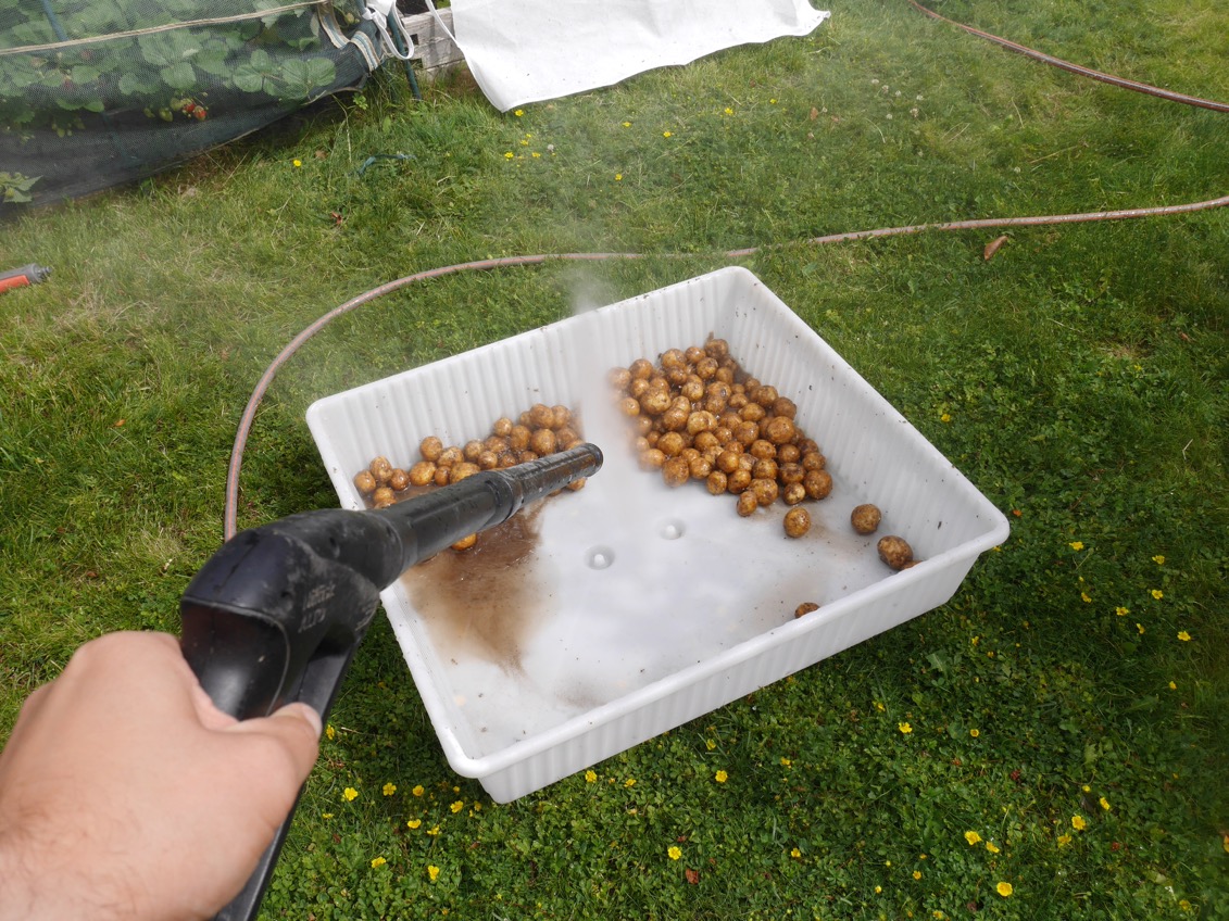 Årets första jordgubbar, odla i trädgärden pallkrage