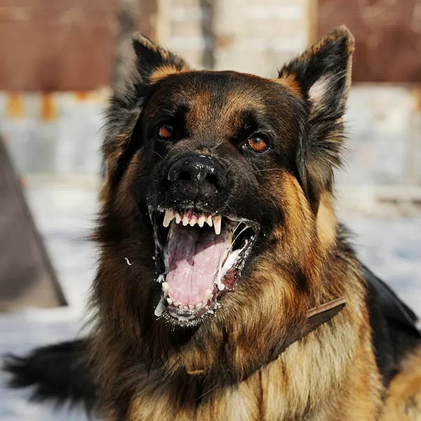 Houston Dog Bite Lawyers Attorney Tom