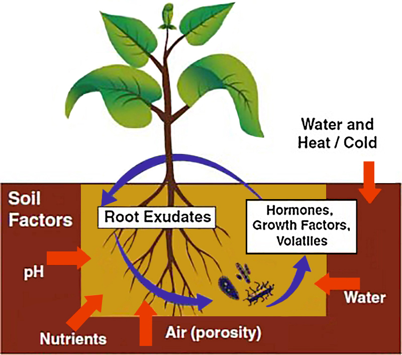 Microbial Inoculants ATTRA Sustainable Agriculture Project