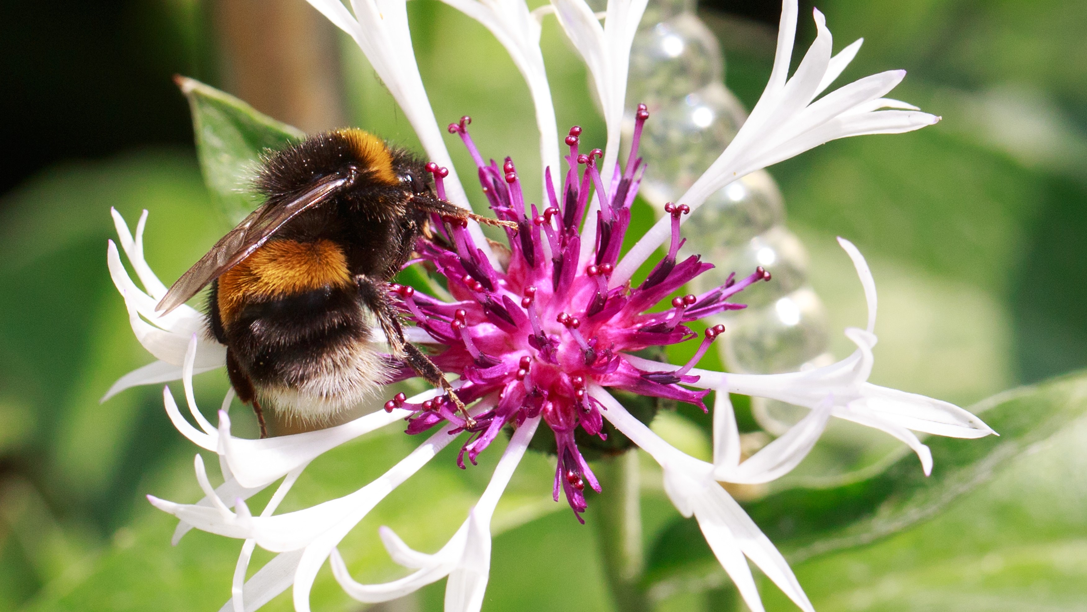 Best Flowers To Attract Bumble Bees 21 Best Plants for Pollinators