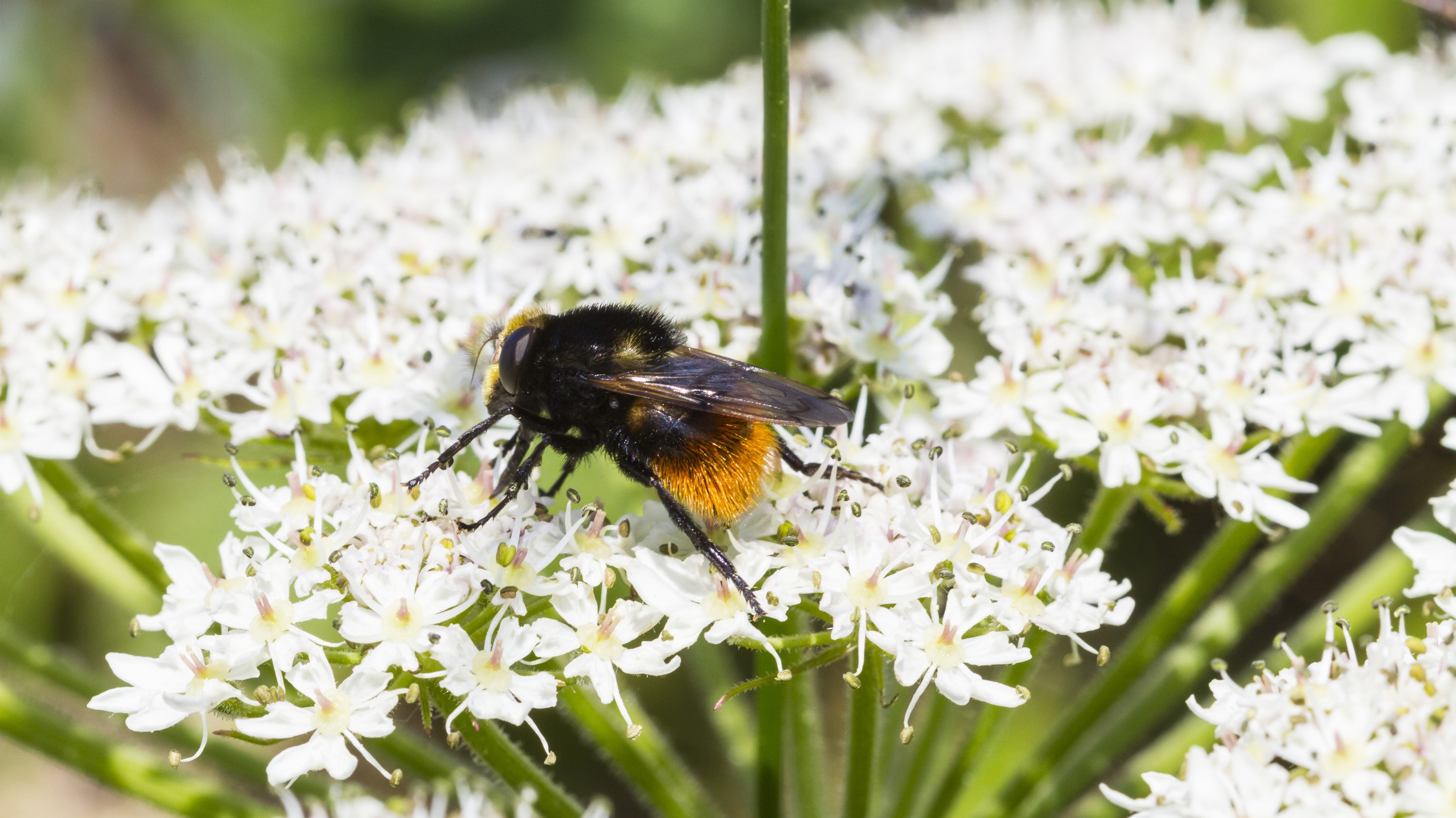 Redtailed bumblebees Plant these flowers & attract them to your garden