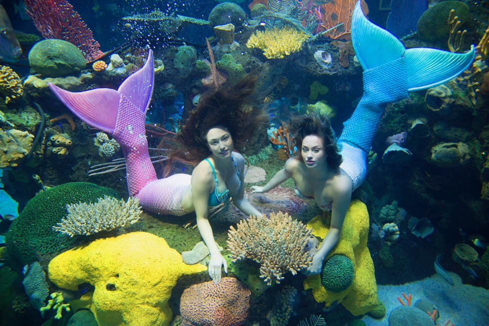 Silverton Casino Hotel brings back mermaid swims and stingray feeding