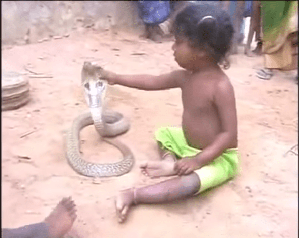 Watch Indian Child Playing With Cobra Went Viral (Video) Attracttour