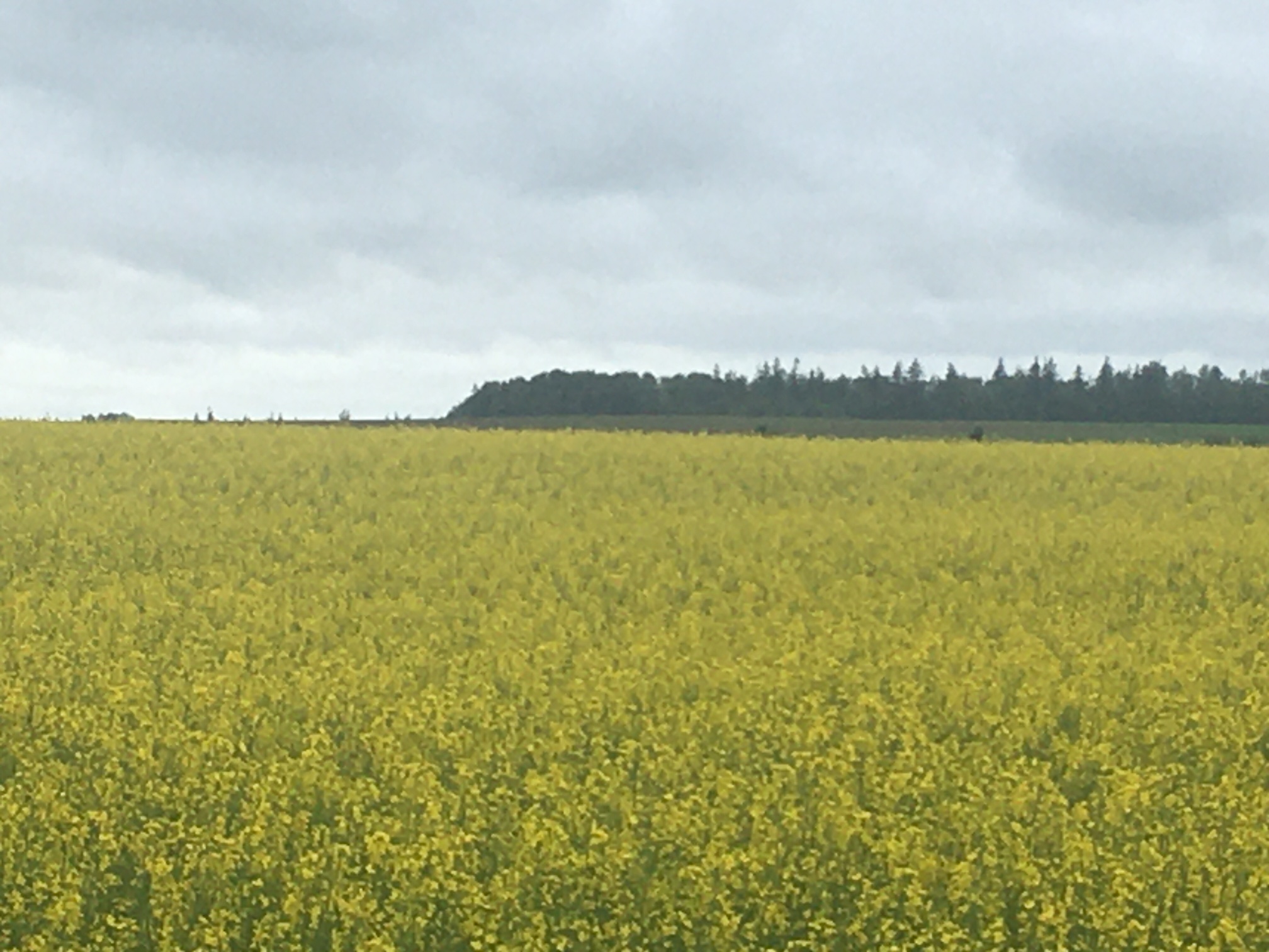 In PEI it’s all about the mustard. And you thought it was potatoes Andy Wolff's Official Ski