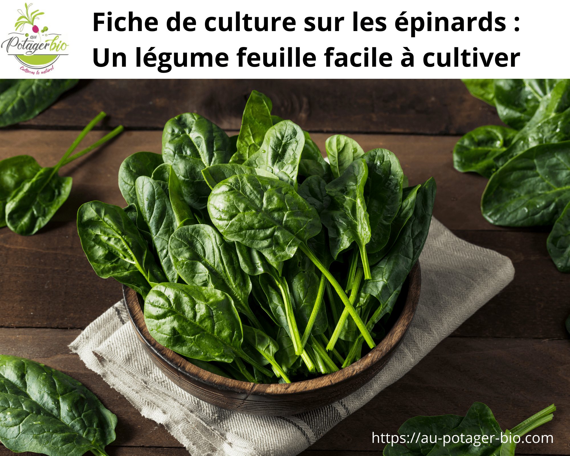 Epinard Le cultiver, le semer et l'associer au jardin Au potager bio