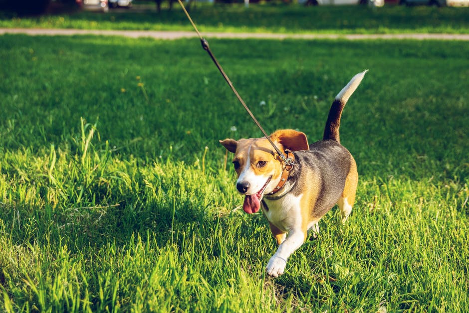 A Guide to the Different Types of Training Leashes and Collars