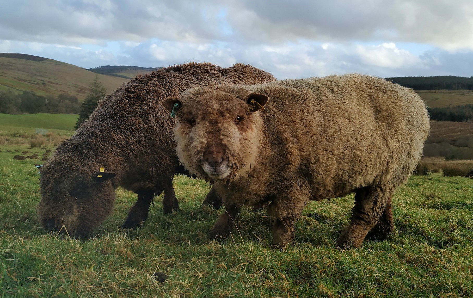 Sheep get haircuts and health checks Auchenstroan Wool