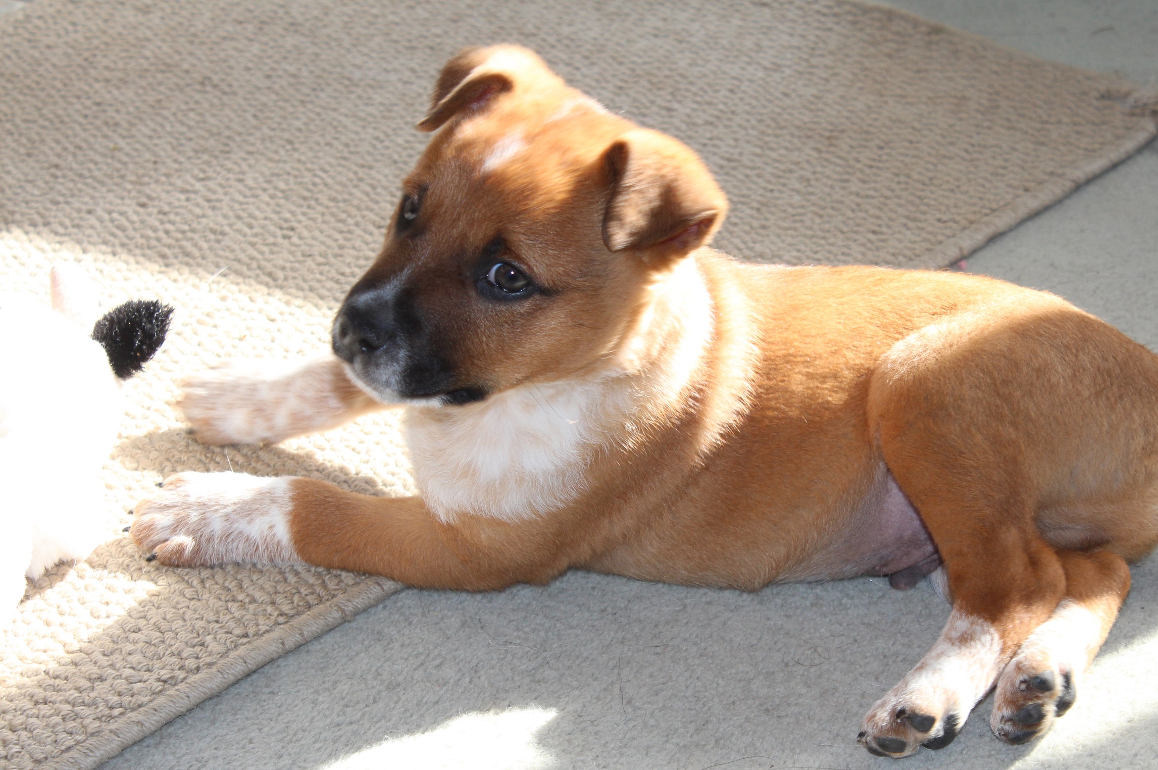 Auckland Puppy Rescue