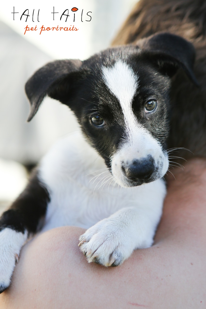 Auckland Puppy Rescue