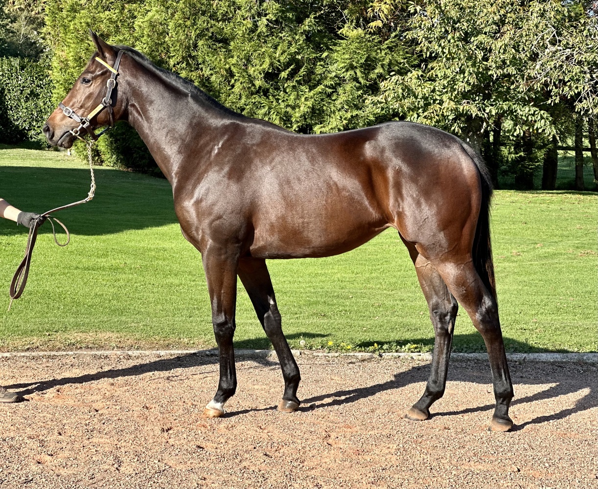 Horse TEMPEST Sale of Saturday 14 October 2023 Auctav
