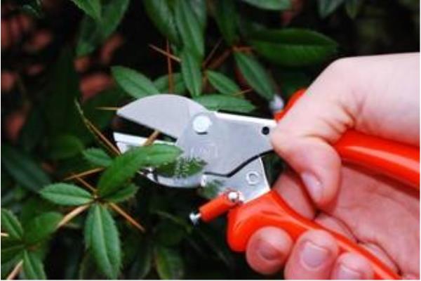 Small Pruner | St Luke's Hospice – Auction