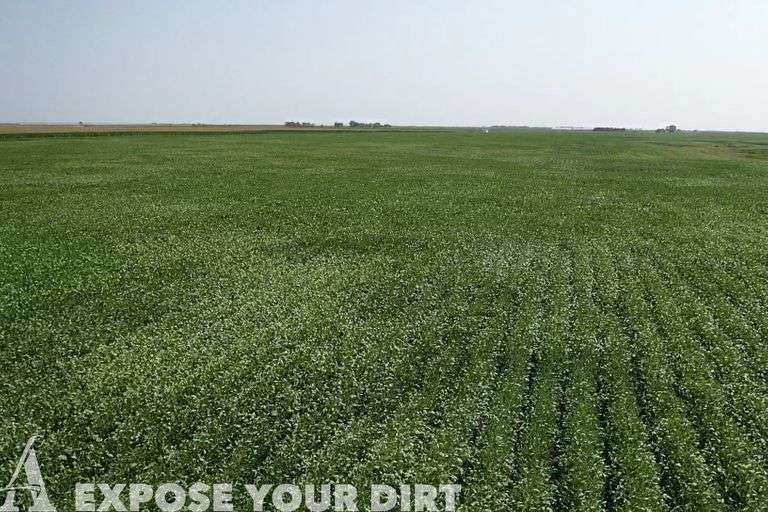 FOR RENT Clark & Spink County, SD Cropland & Pasture 1,040+/ Acres