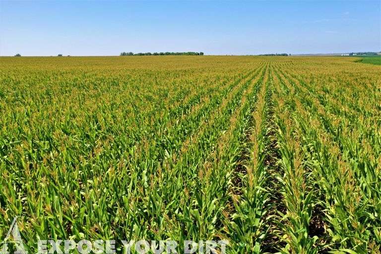 Rock County, MN Cropland Auction Advantage Land Co./G3 Auction