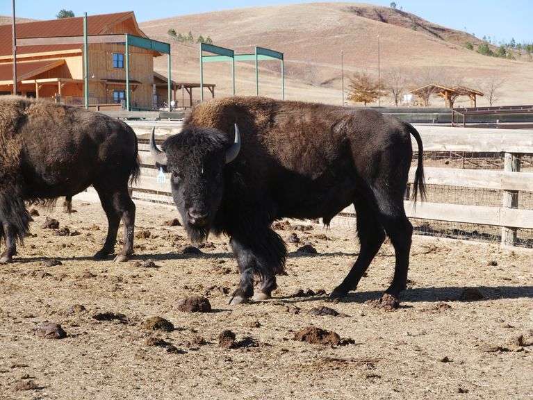 57th Annual Custer State Park Bison Auction Bradeen Real Estate