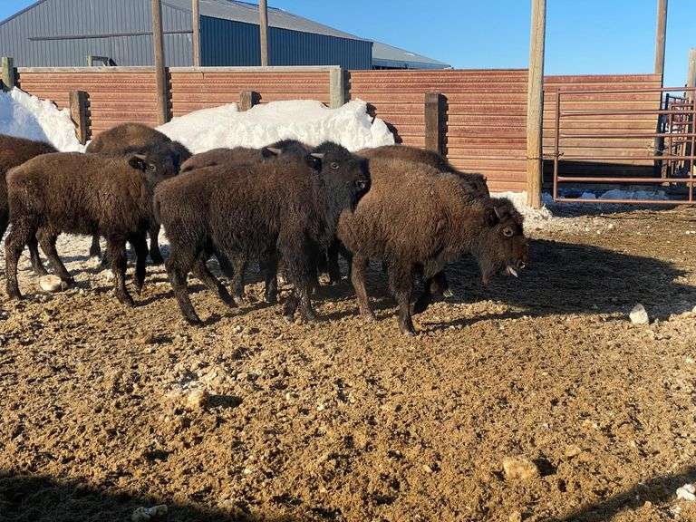 10 Head Light Cut Bu Bradeen Real Estate & Auctions