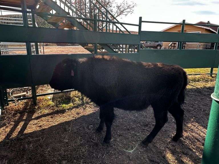 TAG 111 HEIFER CALF 368 (CHOICE) Bradeen Real Estate & Auctions