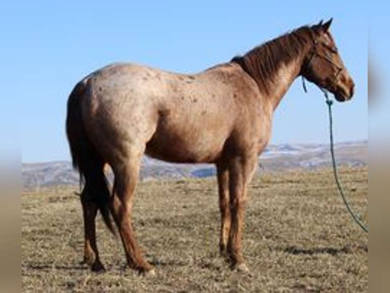 March 12th Horse Auction Eugene Horse Auction