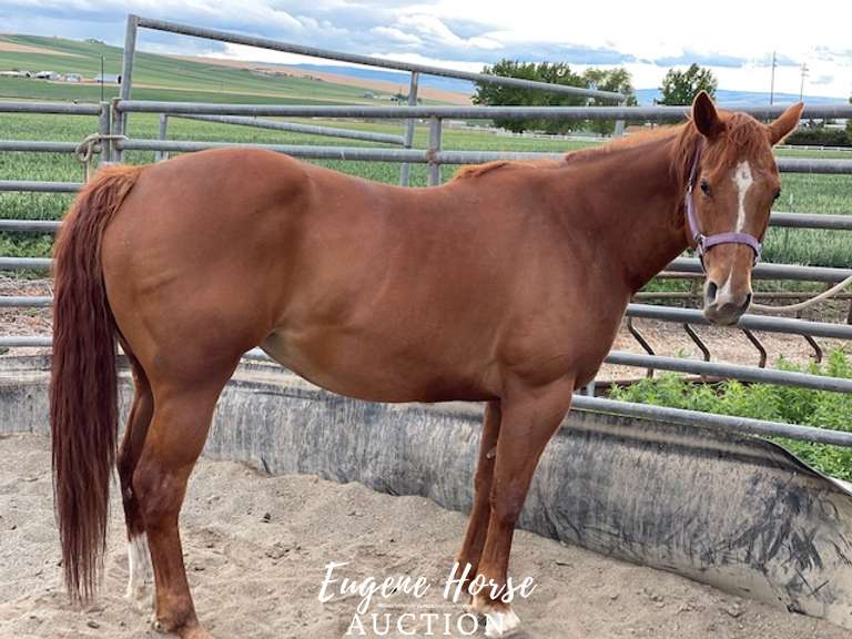 FVRS Misty Eve 10yr 15.2HH Mare AQHA Eugene Horse Auction