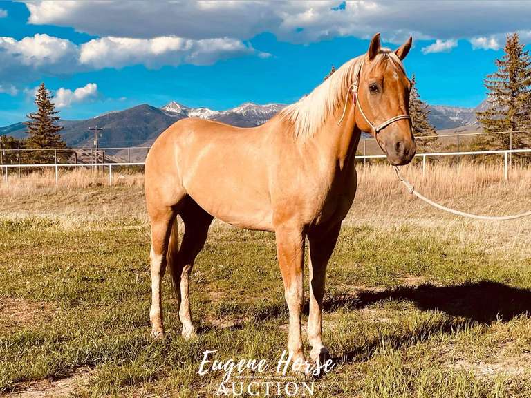 Yellowstone 11yr 15.2HH Gelding Eugene Horse Auction