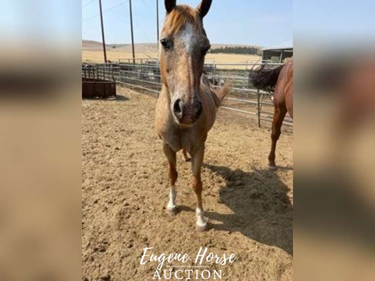 Taz 8yr 13HH Gelding Eugene Horse Auction