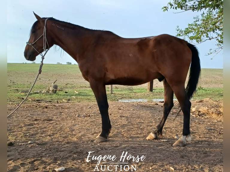 Willy 8yr 15hh Gelding BLM Eugene Horse Auction