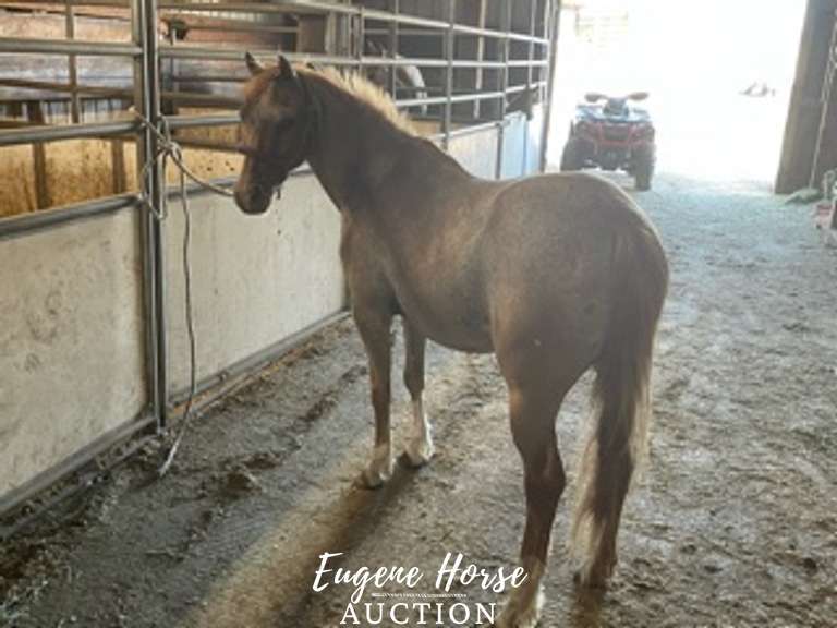 Taz 8yr 13HH Gelding Eugene Horse Auction