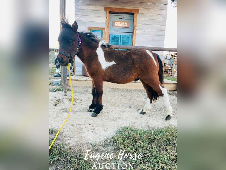 Cisco 24 Inch Colt Eugene Horse Auction