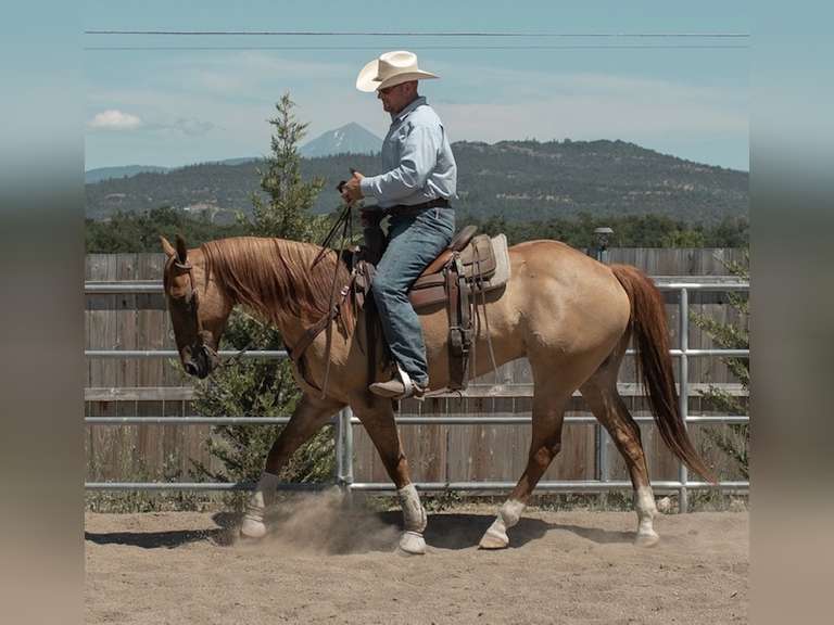 August 12th Horse Auction Eugene Horse Auction
