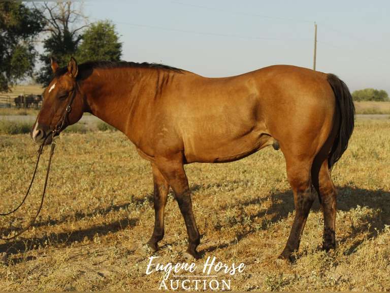 Ike 16yr 15.3HH Gelding Eugene Horse Auction
