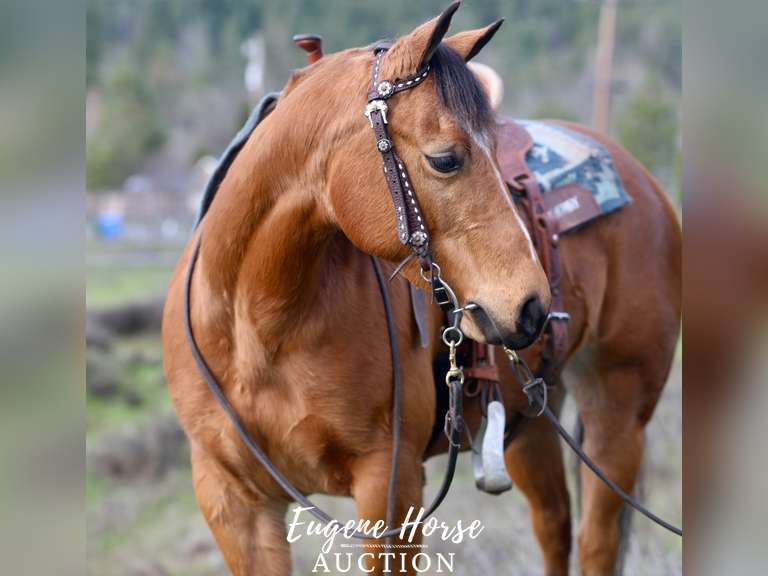 January 13th Horse Auction Eugene Horse Auction