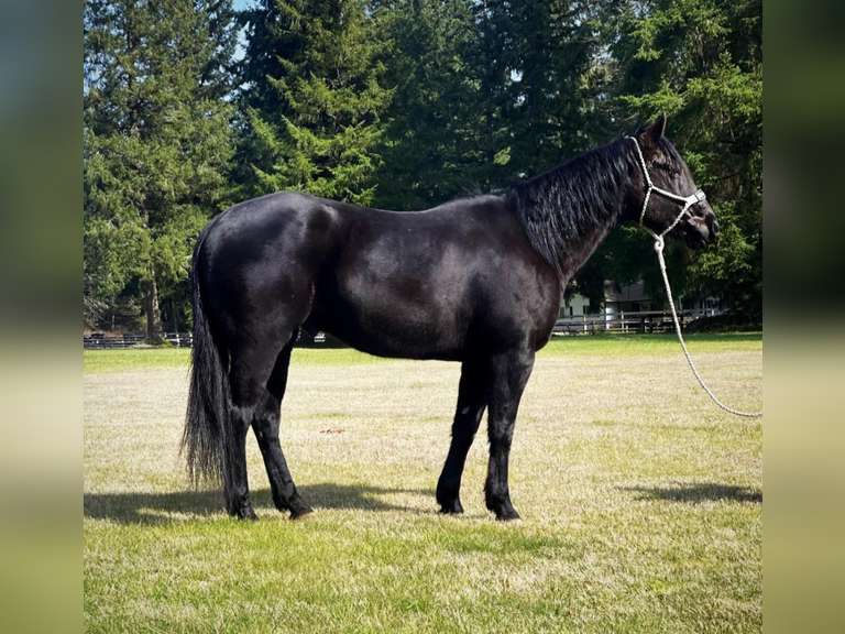 April 14th Horse Auction Eugene Horse Auction