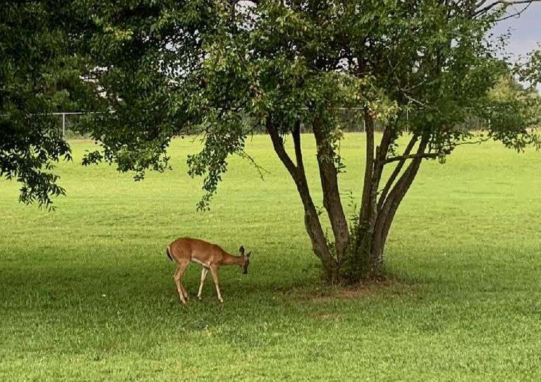 1311 Agnew Road, Starr, SC 17 Acre Parcel with Pond and Home