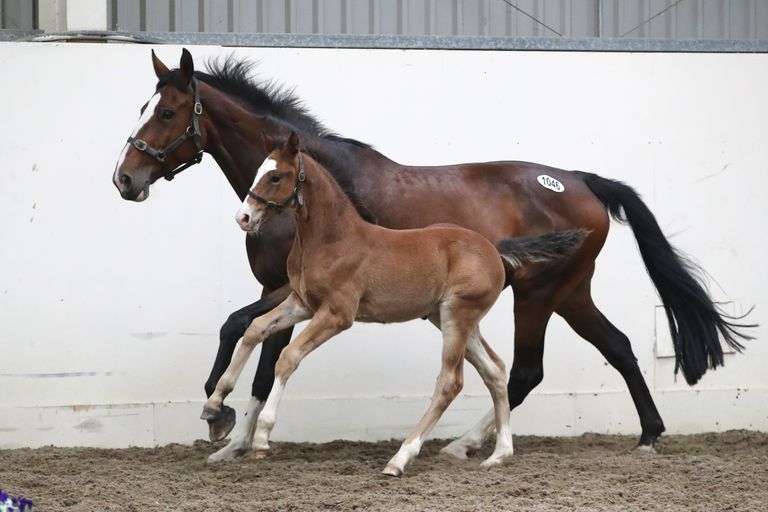 UNNAMED Goresbridge Horse Sales