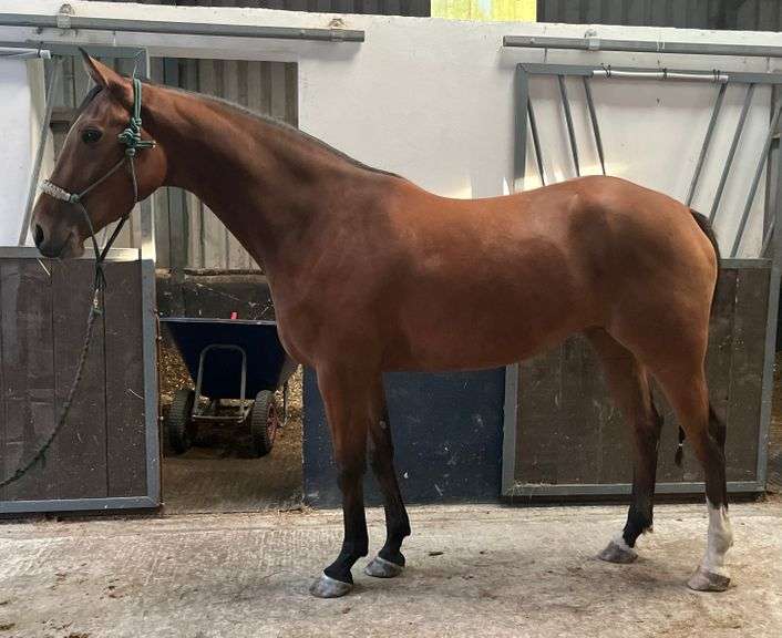 UNNAMED Goresbridge Horse Sales