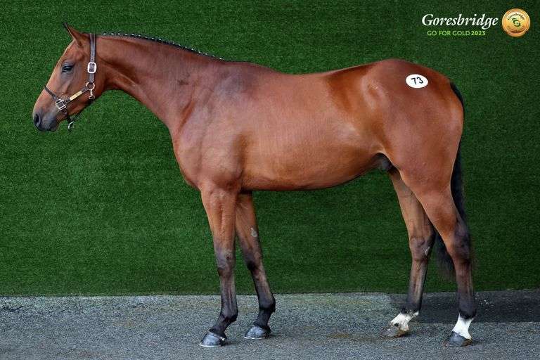 BLACKSTONE PRINCE Goresbridge Horse Sales