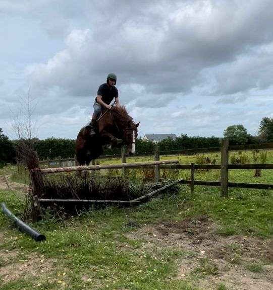 CCL VALHALLA Goresbridge Horse Sales