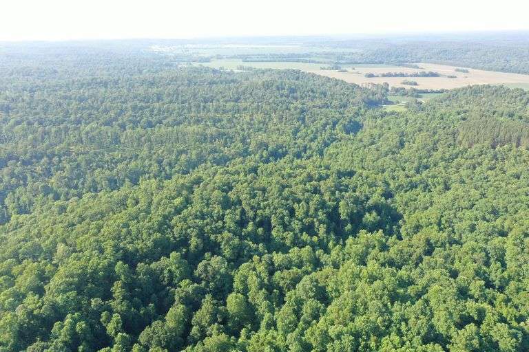 245+/ ACRES IN WAVERLY TN Harris Real Estate & Auction