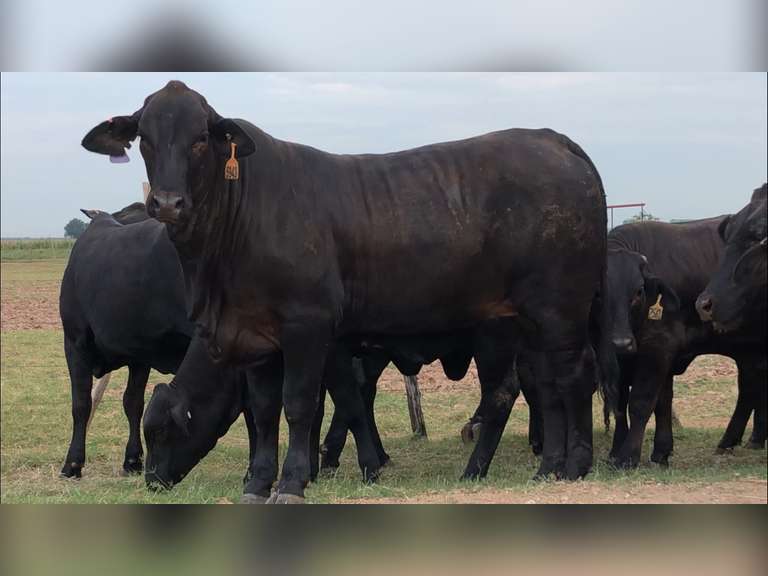 Catalog J&J Cattle Co