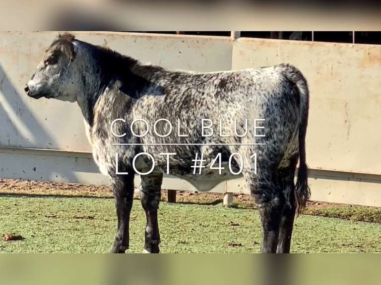 Cool Blues J&J Cattle Co