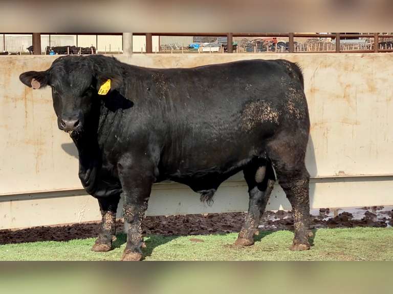 Catalog J&J Cattle Co