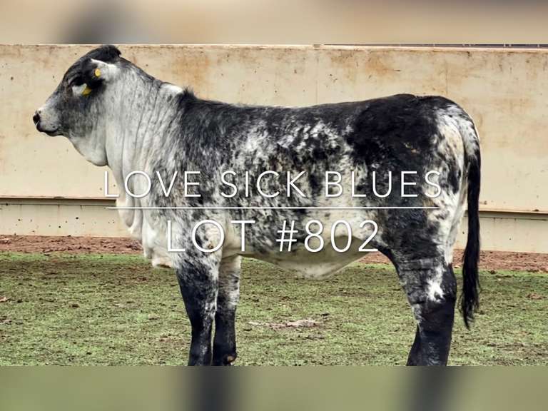 Tiger Stripe Replacement Heifers J&J Cattle Co