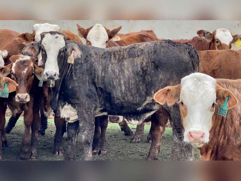 Catalog J&J Cattle Co