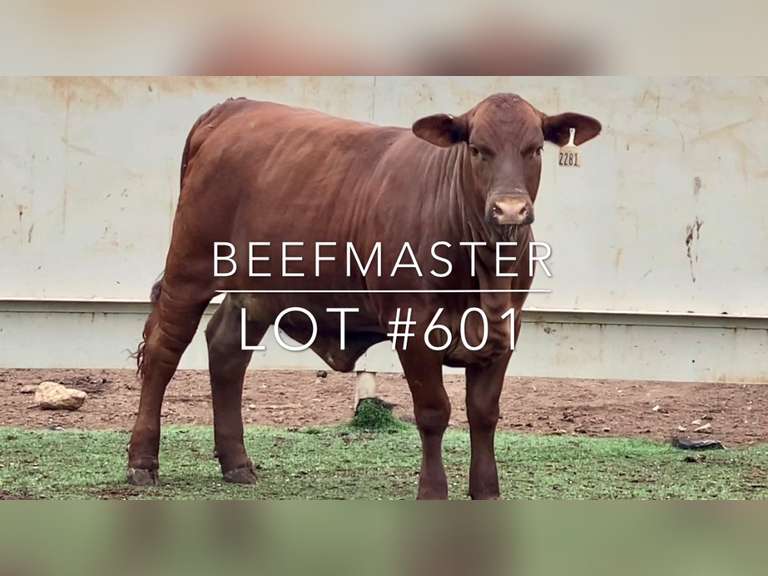 Beefmaster J&J Cattle Co