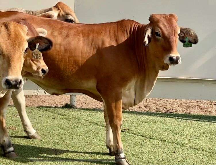 JerseyBrahman Cross Replacement Heifers J&J Cattle Co