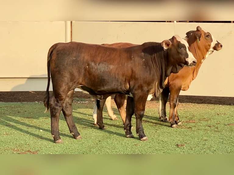Chocolate Braford Replacement Heifers J&J Cattle Co