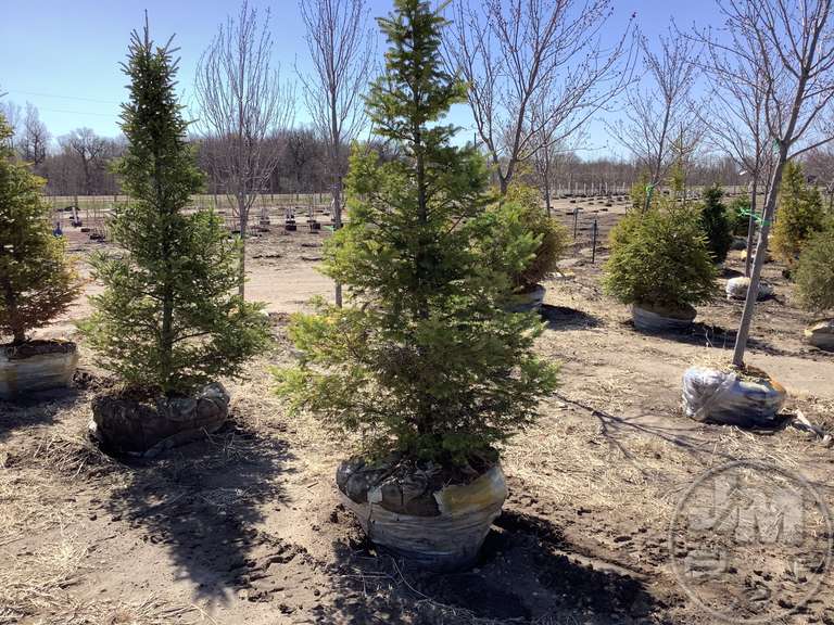 6' CANAAN FIR Jeff Martin Auctioneers, Inc.
