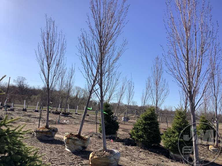 4" ARMSTRONG MAPLE Jeff Martin Auctioneers, Inc.