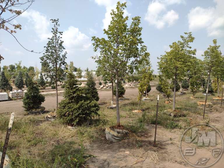 3" REDMOND LINDEN Jeff Martin Auctioneers, Inc.