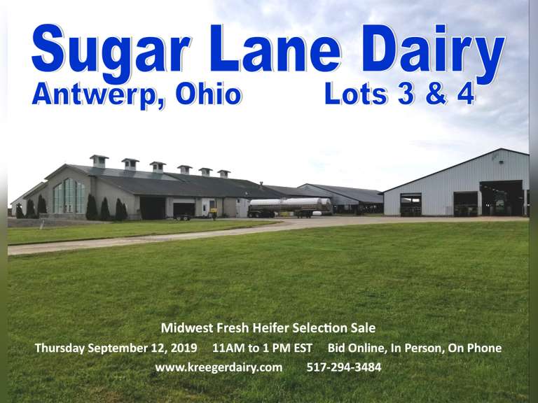 Sugar Lane Dairy Fresh Holstein Heifers Kreeger & Associates